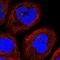 CLEC11A antibody, HPA042690, Atlas Antibodies, Immunofluorescence image 