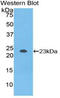 NME/NM23 Nucleoside Diphosphate Kinase 3 antibody, LS-C295663, Lifespan Biosciences, Western Blot image 