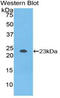 Nucleoside diphosphate kinase 3 antibody, LS-C295663, Lifespan Biosciences, Western Blot image 