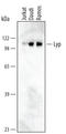 Protein Tyrosine Phosphatase Non-Receptor Type 22 antibody, MAB3428, R&D Systems, Western Blot image 