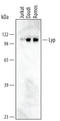 Tyrosine-protein phosphatase non-receptor type 22 antibody, MAB3428, R&D Systems, Western Blot image 