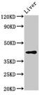 Sphingomyelin Synthase 2 antibody, LS-C379069, Lifespan Biosciences, Western Blot image 