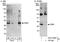 Nucleic Acid Binding Protein 2 antibody, A301-938A, Bethyl Labs, Western Blot image 