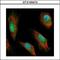 Syndecan Binding Protein antibody, GTX108470, GeneTex, Immunocytochemistry image 