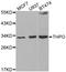 Thrombopoietin antibody, STJ25846, St John