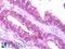 G Protein-Coupled Receptor 119 antibody, LS-A549, Lifespan Biosciences, Immunohistochemistry paraffin image 
