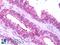 Glucose-dependent insulinotropic receptor antibody, LS-A549, Lifespan Biosciences, Immunohistochemistry paraffin image 