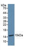 Thioredoxin antibody, LS-C299695, Lifespan Biosciences, Western Blot image 