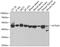 Actin Like 6A antibody, 19-632, ProSci, Western Blot image 