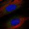 Asparagine Synthetase Domain Containing 1 antibody, HPA075042, Atlas Antibodies, Immunofluorescence image 