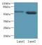 EF-Hand Calcium Binding Domain 14 antibody, LS-C377153, Lifespan Biosciences, Western Blot image 