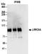 Leucine Rich Repeat Containing 8 VRAC Subunit A antibody, NBP2-32158, Novus Biologicals, Immunoprecipitation image 