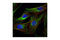 Tubulin Alpha 1b antibody, 2144S, Cell Signaling Technology, Immunocytochemistry image 