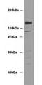 Sialyl Lewis a antibody, orb76593, Biorbyt, Western Blot image 