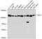 DISC1 Scaffold Protein antibody, GTX33154, GeneTex, Western Blot image 