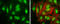 Cyclin D3 antibody, GTX101522, GeneTex, Immunocytochemistry image 