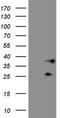 Phosphatidylinositol Specific Phospholipase C X Domain Containing 1 antibody, CF808717, Origene, Western Blot image 