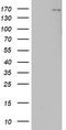 DOT1 Like Histone Lysine Methyltransferase antibody, LS-C336654, Lifespan Biosciences, Western Blot image 