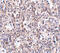 Scavenger Receptor Class B Member 1 antibody, 5193, ProSci, Immunohistochemistry frozen image 