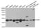 Proteasome 26S Subunit, Non-ATPase 7 antibody, LS-C334006, Lifespan Biosciences, Western Blot image 