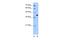 Torsin Family 2 Member A antibody, A09302, Boster Biological Technology, Western Blot image 