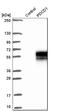 Programmed Cell Death 1 antibody, HPA035981, Atlas Antibodies, Western Blot image 