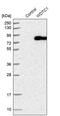 WD And Tetratricopeptide Repeats 1 antibody, PA5-55787, Invitrogen Antibodies, Western Blot image 