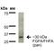 Fibroblast Growth Factor 13 antibody, MA5-27705, Invitrogen Antibodies, Western Blot image 