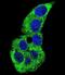 Actin Gamma 1 antibody, abx032855, Abbexa, Immunofluorescence image 