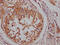 B-Raf Proto-Oncogene, Serine/Threonine Kinase antibody, CSB-RA171021A0HU, Cusabio, Immunohistochemistry frozen image 