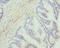 80 kDa diacylglycerol kinase antibody, LS-C675637, Lifespan Biosciences, Immunohistochemistry paraffin image 