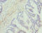 DGK-alpha antibody, LS-C675637, Lifespan Biosciences, Immunohistochemistry paraffin image 