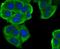 Methyltransferase Like 26 antibody, NBP2-76949, Novus Biologicals, Immunofluorescence image 