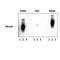 Interferon alpha-1 antibody, PPS074, R&D Systems, Western Blot image 