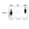 alpha-Interferon antibody, PPS074, R&D Systems, Western Blot image 