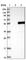 Src Kinase Associated Phosphoprotein 2 antibody, HPA024045, Atlas Antibodies, Western Blot image 