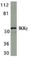 Inhibitor Of Nuclear Factor Kappa B Kinase Regulatory Subunit Gamma antibody, A00874-2, Boster Biological Technology, Western Blot image 