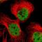 F-Box Protein 44 antibody, NBP1-84728, Novus Biologicals, Immunofluorescence image 