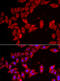 SLC35A2 protein antibody, MBS2537442, MyBioSource, Immunofluorescence image 