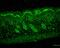Protein Disulfide Isomerase Family A Member 3 antibody, M01464-1, Boster Biological Technology, Immunohistochemistry paraffin image 