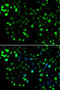 Glutamate Metabotropic Receptor 4 antibody, MBS129767, MyBioSource, Immunofluorescence image 