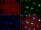DNA Topoisomerase II Alpha antibody, LS-C796865, Lifespan Biosciences, Immunofluorescence image 