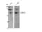 G Protein Nucleolar 3 Like antibody, STJ93303, St John