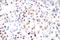 CAMP Responsive Element Binding Protein 1 antibody, LS-C175977, Lifespan Biosciences, Immunohistochemistry frozen image 