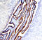 Notch Receptor 2 antibody, AF1190, R&D Systems, Western Blot image 
