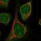 HEAT Repeat Containing 3 antibody, NBP1-93966, Novus Biologicals, Immunofluorescence image 