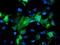 CD31 antibody, TA504812, Origene, Immunofluorescence image 
