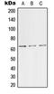 Transcription Factor Binding To IGHM Enhancer 3 antibody, orb214656, Biorbyt, Western Blot image 