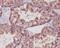 Tubulin Beta 3 Class III antibody, M01857-2, Boster Biological Technology, Immunohistochemistry frozen image 