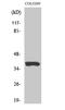 Olfactory Receptor Family 52 Subfamily B Member 2 antibody, A16885, Boster Biological Technology, Western Blot image 